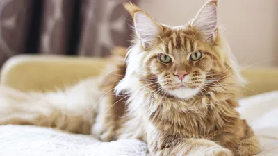 Мейн-кун описание породы кошек, питомники, фото и цена