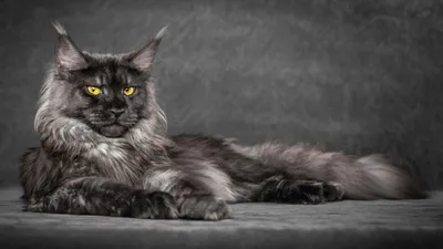 Что за порода кошек – мейн-кун? | Интересные факты | Узнай Всё