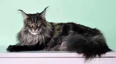 Названы самые популярные породы кошек в России