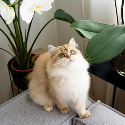 Порода кошек персидская шиншилла - картинки и фото koshka.top