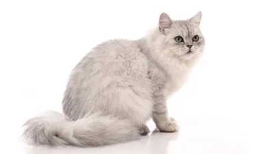 Сибирская шиншилла кошка | Смотреть 41 фото бесплатно