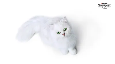 Шиншилла (кошка) – подробная информация от А до Я