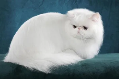Персидская кошка. Описание породы, характер, фото, персидские котята.