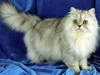 Порода кошек золотая шиншилла - фото, описание шотландской, британской  золотистой кошки, характер, цена котят