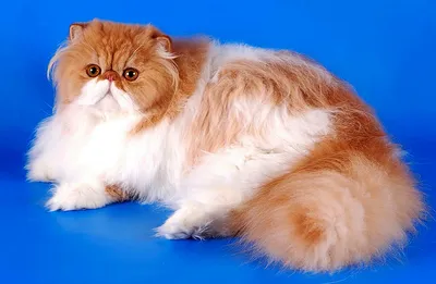 Порода кошек золотая шиншилла - фото, описание шотландской, британской  золотистой кошки, характер, цена котят