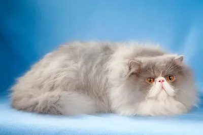 Шиншилла, персидские кошки (Chinchilla persian cat) - ЗВЕРОТЕКА.РУ