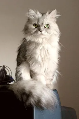 Шиншилла - Породы кошек с фотографиями