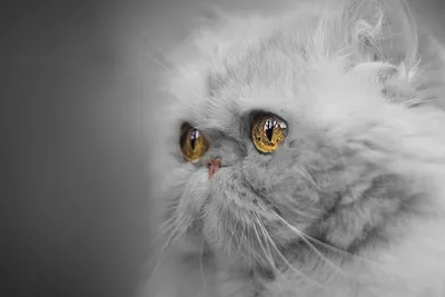 Британская шиншилла - характеристика породы кошек, уход, корм для котов,  популярные окрасы