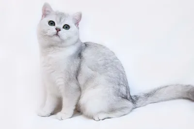 Персидская шиншилла кошка - 56 фото