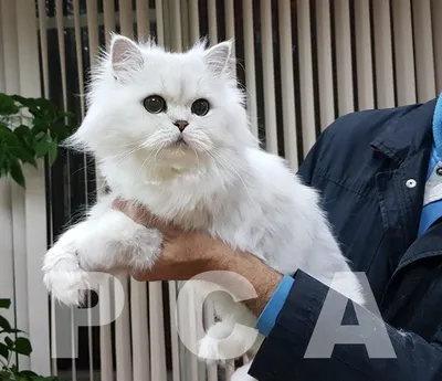Купить персидского котенка в питомнике Dominomagic