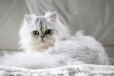 Шиншилла - описание породы кошек: характер, особенности поведения, размер,  отзывы и фото - Питомцы Mail.ru