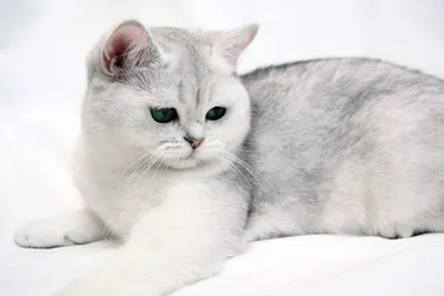 Персидская шиншилла кошка (54 фото)