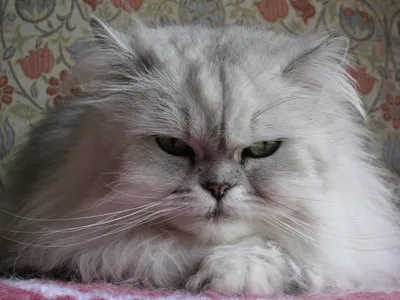 Коты персы - 74 фото