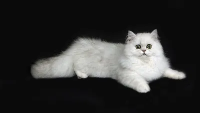 Персидские шиншиллы - продажа котят, консультаци | ВКонтакте