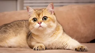 Персидская шиншилла кошка - 55 фото: смотреть онлайн