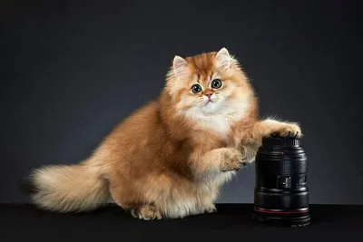Порода кошек шиншилла (33 лучших фото)
