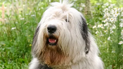 12 самых пушистых собак на свете - Питомцы Mail.ru