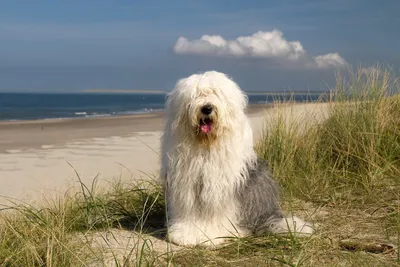 Бобтейл собака: описание породы, характер и фото