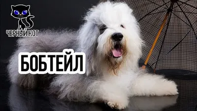 ✓ Бобтейл – порода добродушных и абсолютно не агрессивных собак - YouTube