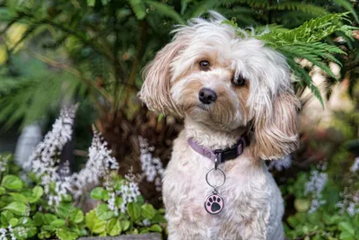 Эксклюзивная собака: 8 гибридных пород, которые взяли лучшее от  чистокровных родителей