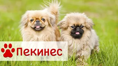 Пекинес | Порода собак Пекинес | Все о породе смотреть онлайн видео от  Кутята.рф - Все о собаках в хорошем качестве.