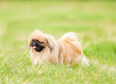 Пекинес описание породы, характера, особенностей разведения и характера,  стандарт породы собак.