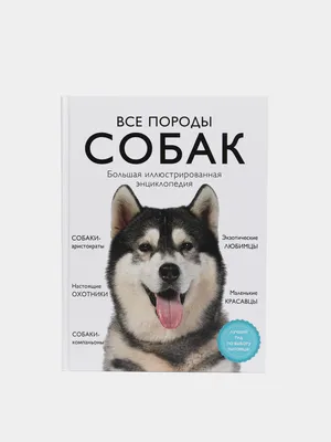 Хаски: особенности уникальной породы | Приключения натуралиста | Дзен