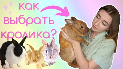 КАКУЮ ПОРОДУ ДЕКОРАТИВНОГО КРОЛИКА ЛУЧШЕ ВЫБРАТЬ? / КАК ВЫБРАТЬ  ДЕКОРАТИВНОГО КРОЛИКА? - YouTube