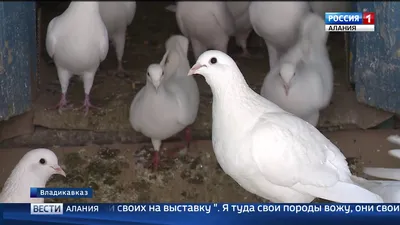 Домашние голуби - Голуби рода Columba | Некоммерческий  учебно-познавательный интернет-портал Зоогалактика