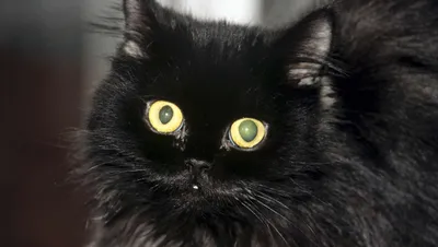 Породы черных кошек фото