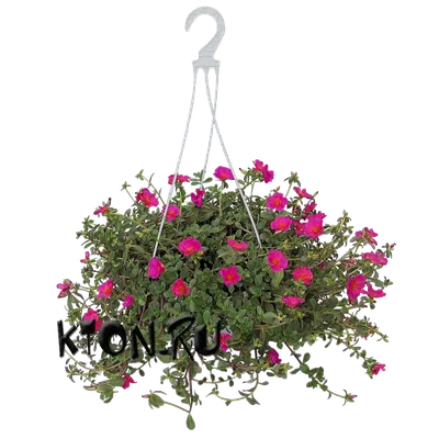 Рассада цветов Портулак ампельный купить в интернет магазине Ктон
