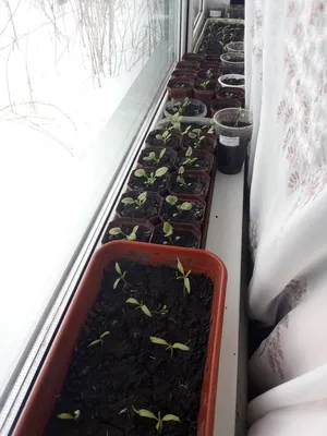 А это моя рассада томатов ,баклажанов ,перцев и цветов) | Деревенская  душечка | Дзен