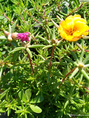 Портулак крупноцветковый (Portulaca grandiflora). - «💠Портулак: посадка  семян и уход за цветущим ковром💠» | отзывы