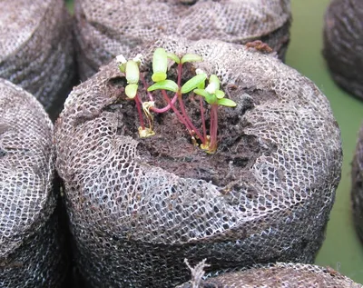 Портулак - выращивание из семян на рассаду, фото | Сажаем Сад