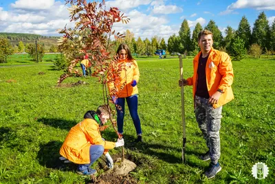 Посадка деревьев за кадетским президентским училищем - Официальный сайт  Кузбасской государственной сельскохозяйственной академии