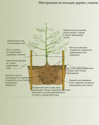 Посадка деревьев (цена за работу): стоимость посадки деревьев на участке в  саду - Гринмич
