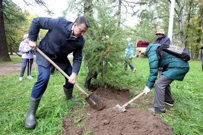 В Петербурге начались осенние посадки деревьев – с участием всех горожан