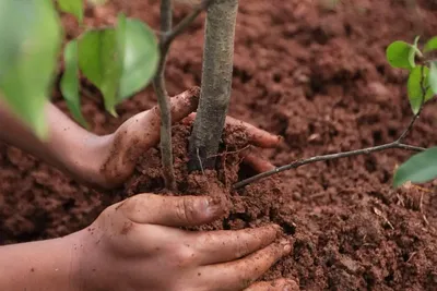 Особенности посадки саженцев плодовых деревьев | Советы садоводам и  огородникам