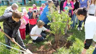 Рухани посадил дерево по случаю Национальной недели «Посадка деревьев» -  IRNA Pусский
