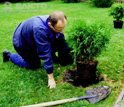 Уфимцы могут оставить заявки на посадку деревьев на сайте «Зеленая Башкирия»