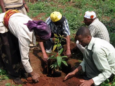 Массовая посадка деревьев в Эфиопии побила мировые рекорды, однако  результата придется подождать · Global Voices по-русски