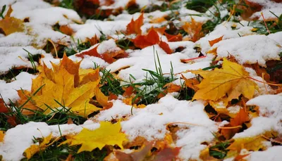 Обои на телефон: Зима, Трава, Осень, Снег, Лист, Ноябрь, Земля/природа,  662927 скачать картинку бесплатно.