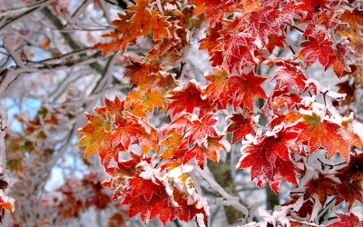 Осень ноябрь картинки красивые (87 лучших фото)