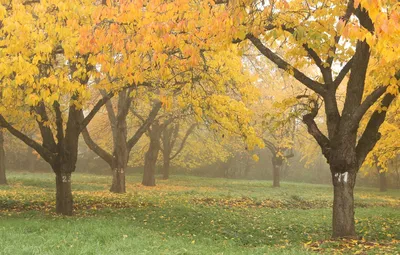 Оранжевое дерево в ноябре осени Стоковое Изображение - изображение  насчитывающей померанцово, природа: 163917493