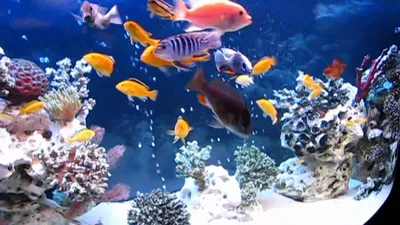 Malawi cichlids 450L \\ Малавийские цихлиды (псевдоморе) - YouTube