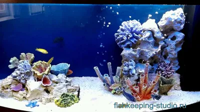 Подборка аквариумов оформленных в стиле \"Псевдоморе\"- A selection of  decorated aquariums - YouTube