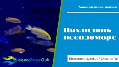 Цихлидник (Малави Мбуна)- псевдоморе Александра Кандалова на 300л Список  рыбок: лабидохромис еллоу хонги псевдотрофеус саулози … | Цихлиды, Видео,  Морские аквариумы