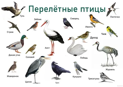 Перелетные птицы ленинградской области - 87 фото