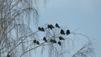 Перелетные птицы возвращаются в Ленобласть | Газета «Вести» онлайн