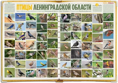 Птицы средней полосы россии (42 лучших фото)